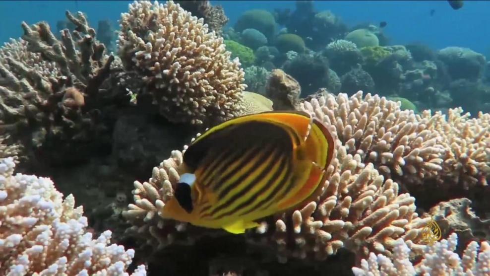 علماء: الشعاب المرجانية تبدأ بالتحلل قبل نهاية القرن