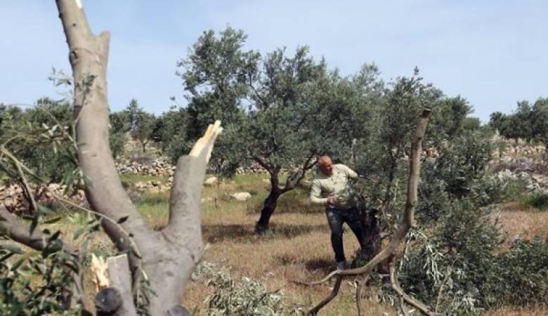 مستوطنون يقطعون أشجار زيتون معمرة في بيت لحم