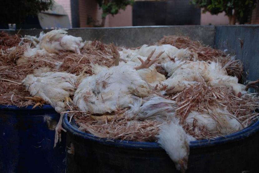 تغريم متهم بقضية نقل دجاج مذبوح دون تصاريح بيطا