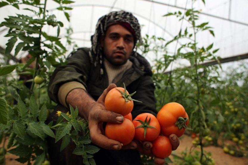  زراعة غزة تُقلّص تسويق البندورة للخارج