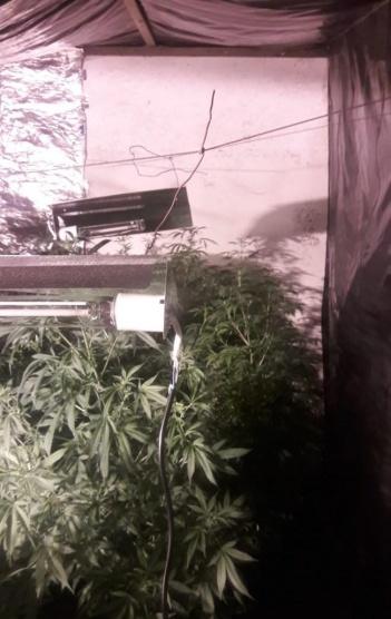 بالصور | شرطة الضواحي تضبط مشتلا لزراعة الماريجوانا في العيزرية