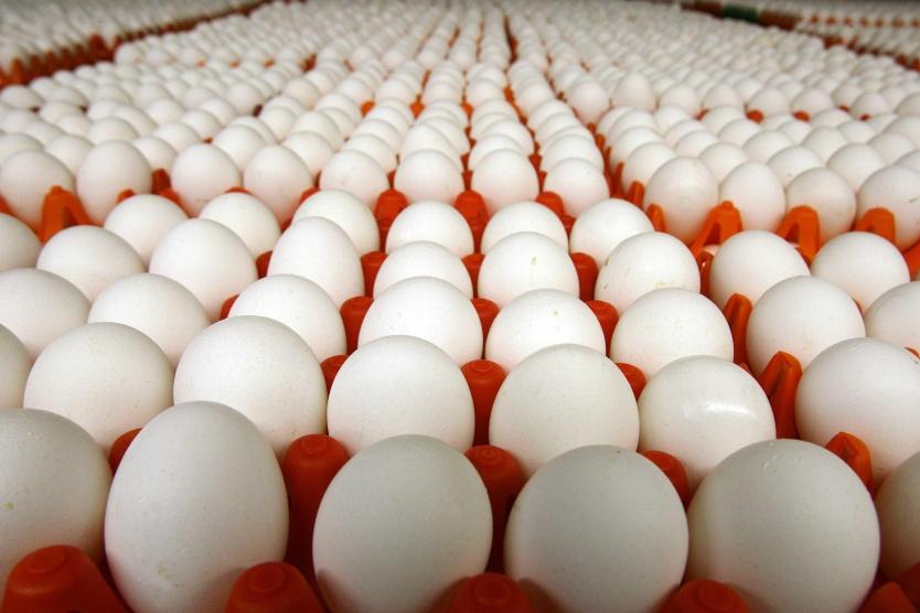 وزارة الزراعة ما اشيع عن انخفاض اسعار البيض غير صحيح