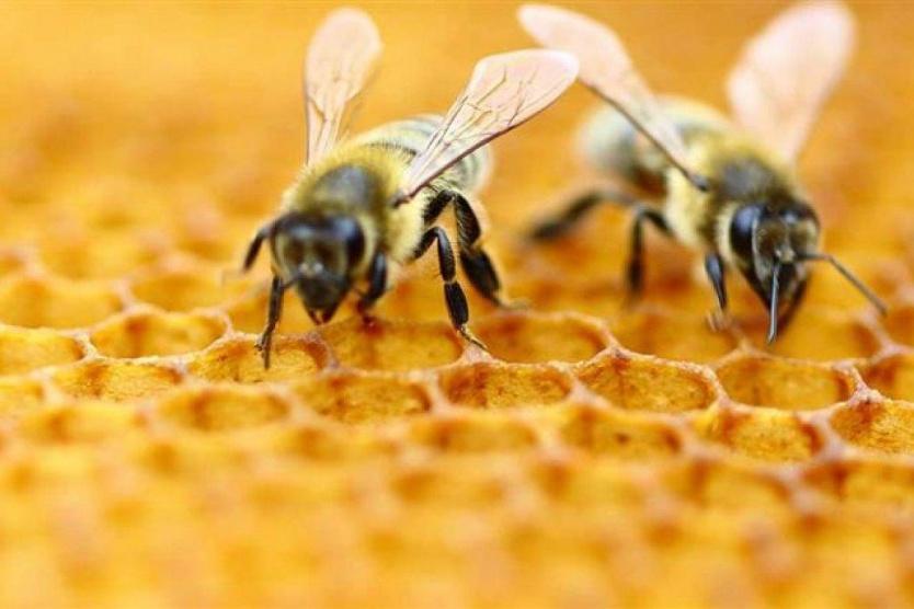 النوم مع النحل...طريقة جديدة لعلاج الأمراض