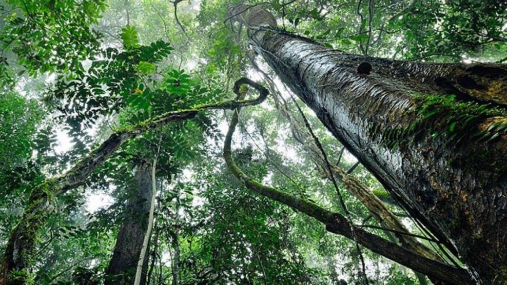 ارتفاع حاد فى وتيرة إزالة الغابات في الأمازون وسط وباء كورونا