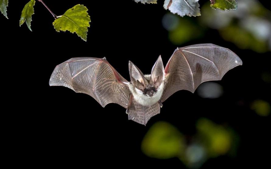 دراسات حديثة تكشف معلومات وحقائق مذهلة عن الخفافيش