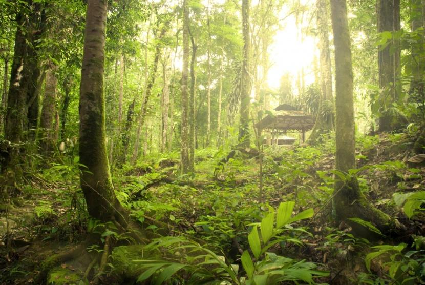 الغابات المدارية قد تبعث الكربون في الجو مع الاحترار المناخي