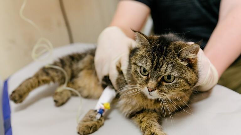 تأكيد إصابة قطة بفيروس كورونا في روسيا