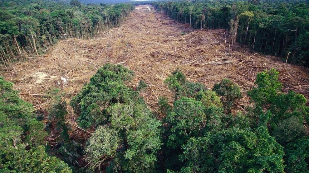 تقرير: العالم يفقد 10 ملايين هكتار من الغابات كل سنة