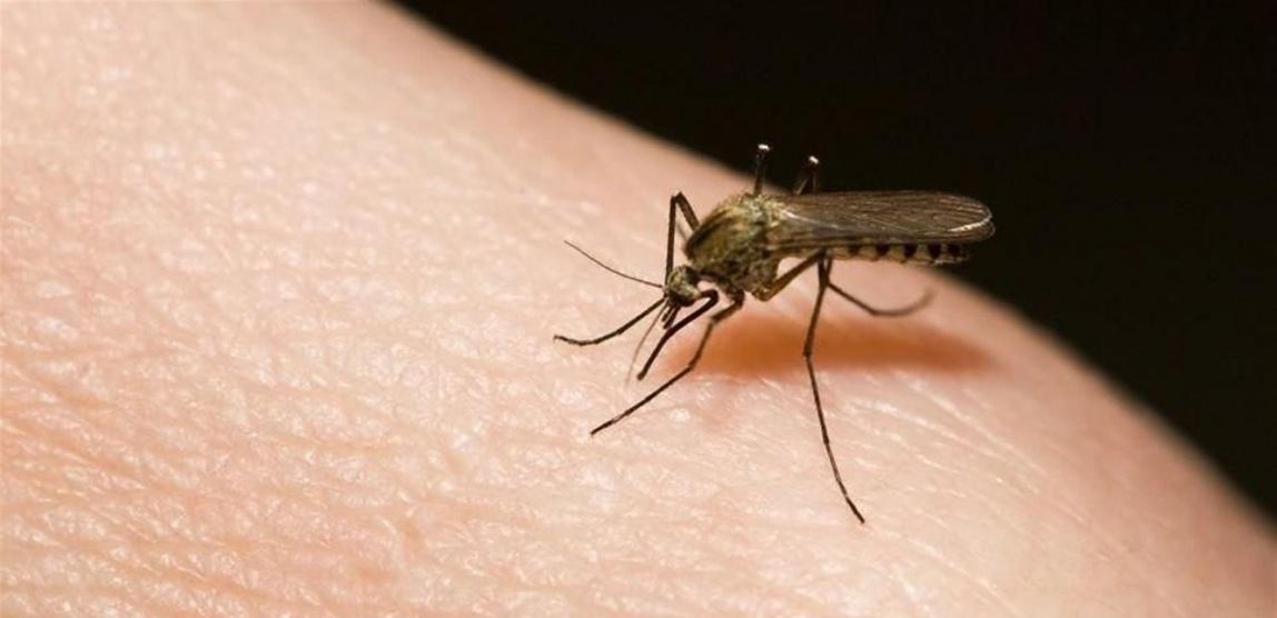 هل ينقل البعوض والذباب فيروس كورونا ؟