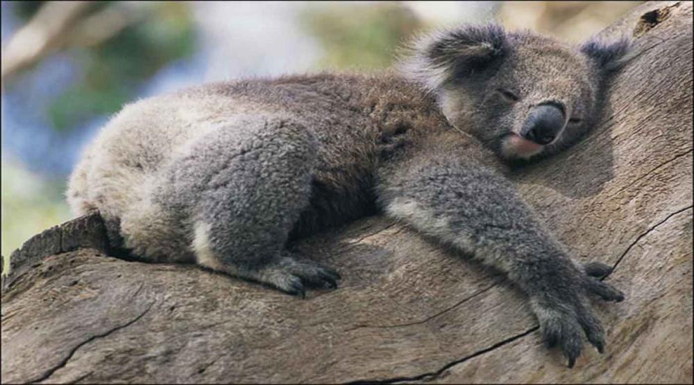 تحذير من انقراض دببة الكوالا في ولاية أسترالية بحلول عام 2050
