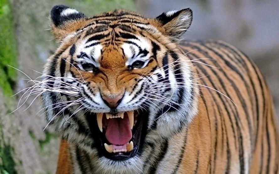 ارتفاع عدد النمور النادرة في حديقة حيوانات صينية