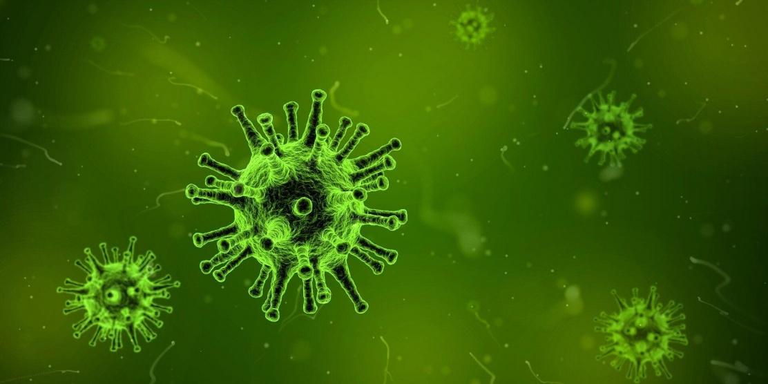 من أين تأتي الفيروسات الجديدة مثل فيروس كورونا؟