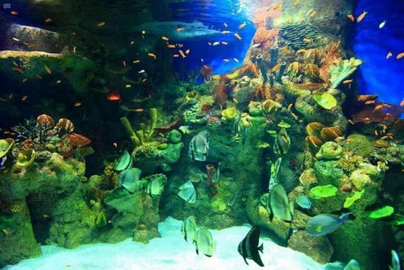 متحف مائي يضم 7000 كائن بحري في السعودية