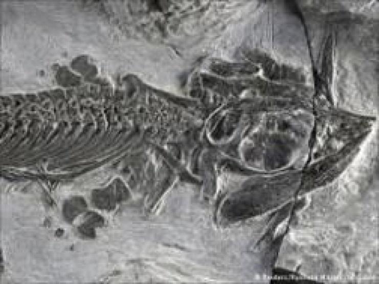 اكتشاف حفرية لمخلوق بحري قديم في الصين