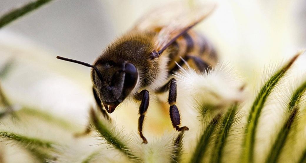 سم النحل يدمر أغشية الخلايا السرطانية خلال 60 دقيقة