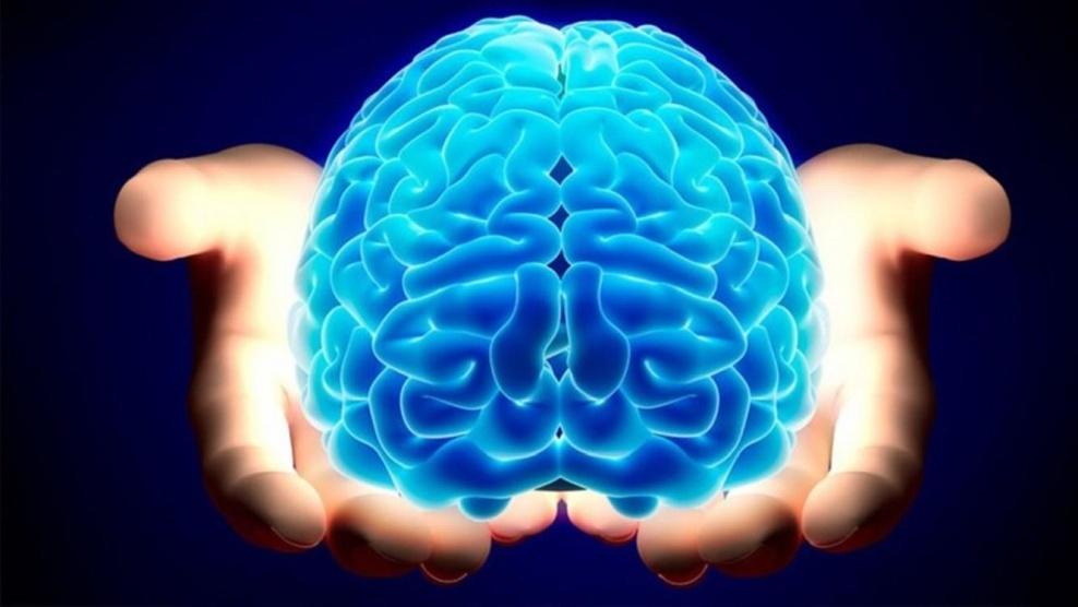 لماذا ينقسم دماغ الإنسان نصفين؟