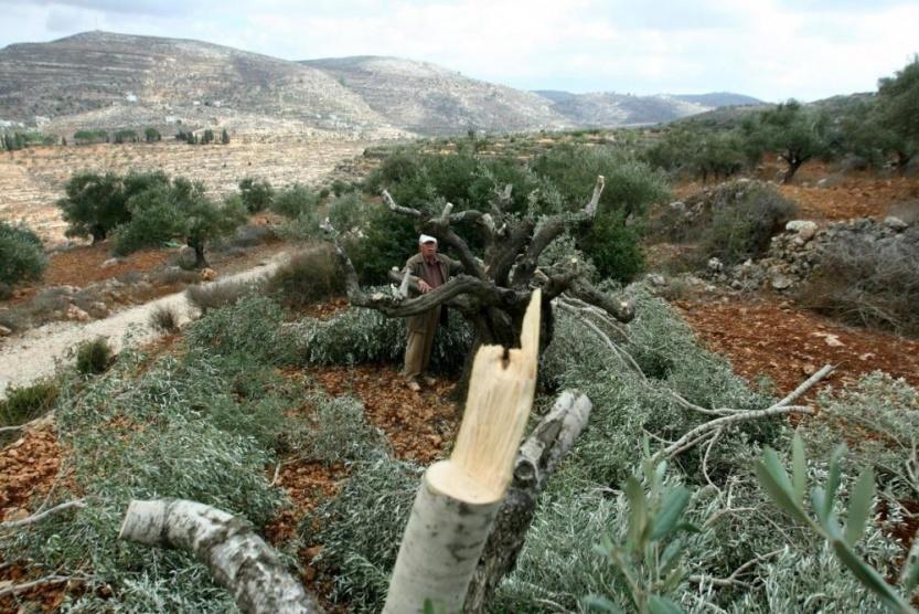 الاحتلال يقتلع 22 شجرة زيتون مثمرة برأس كركر