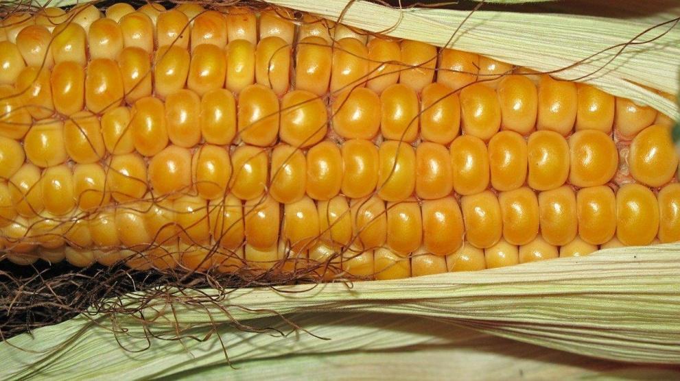 لماذا لا يستطيع البشر هضم الذرة؟