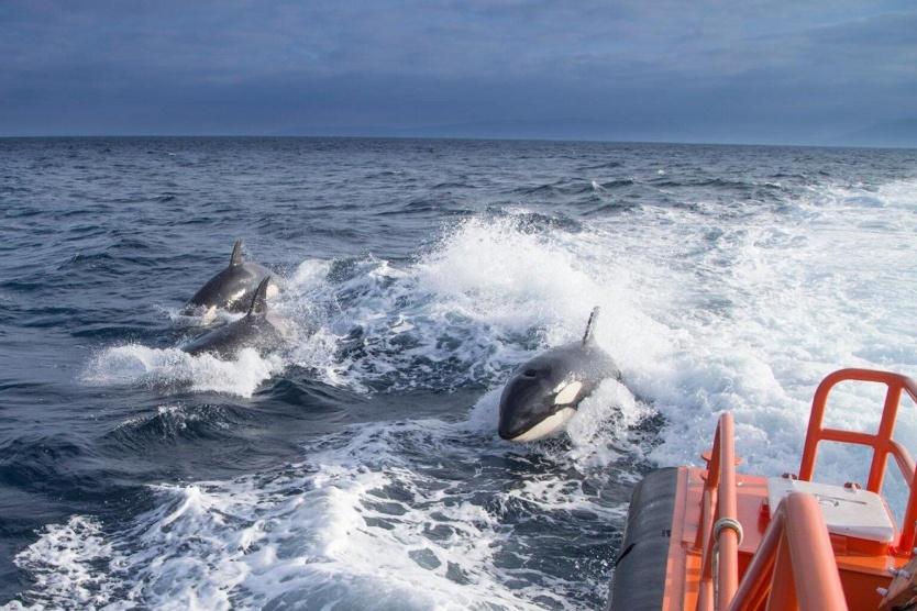  لماذا هاجمت الحيتان القاتلة السفن ؟