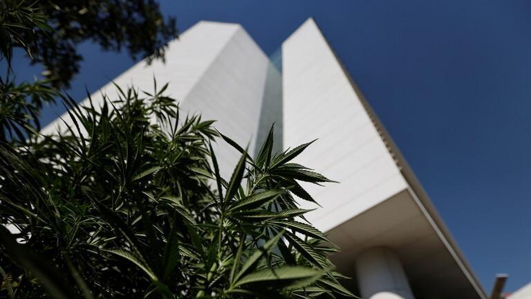 مجلس الشيوخ المكسيكي يصادق على قانون تشريع الماريجوانا