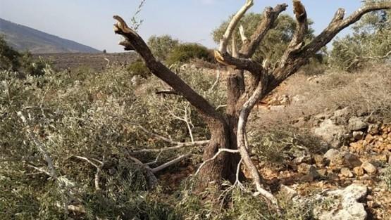 الاحتلال اقتلع 850 شجرة وهدم وصادر 34 مبنى بأسبوعين