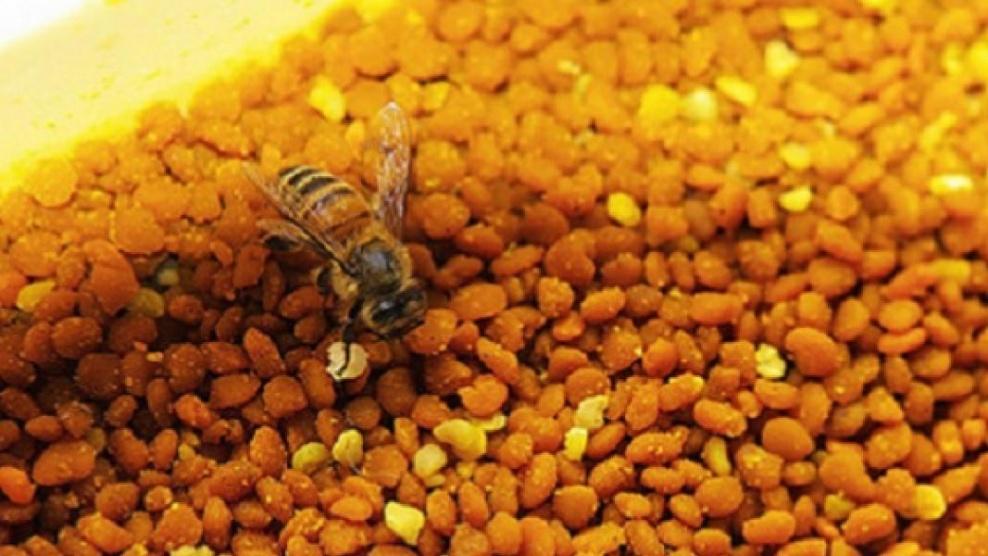 حبوب لقاح النحل يمكن أن تعزز جهاز المناعة