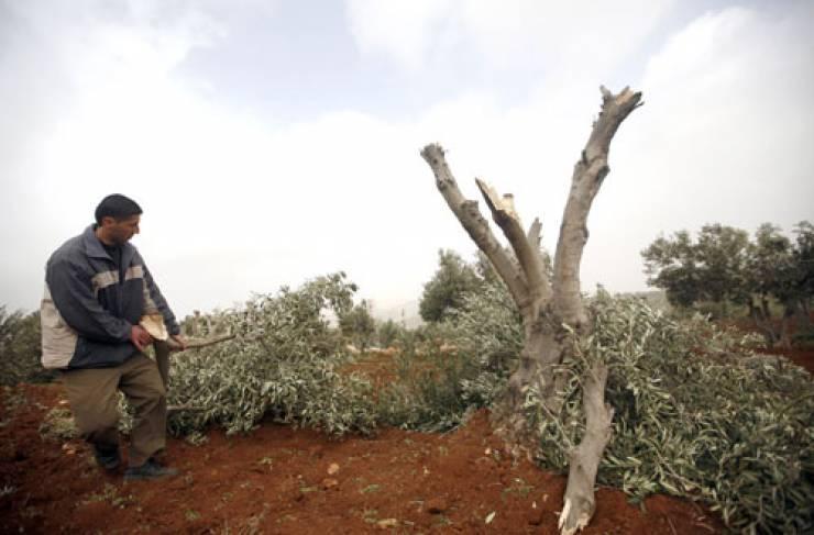 مستوطنون يقطعون 150 شجرة زيتون في بورين جنوب نابلس