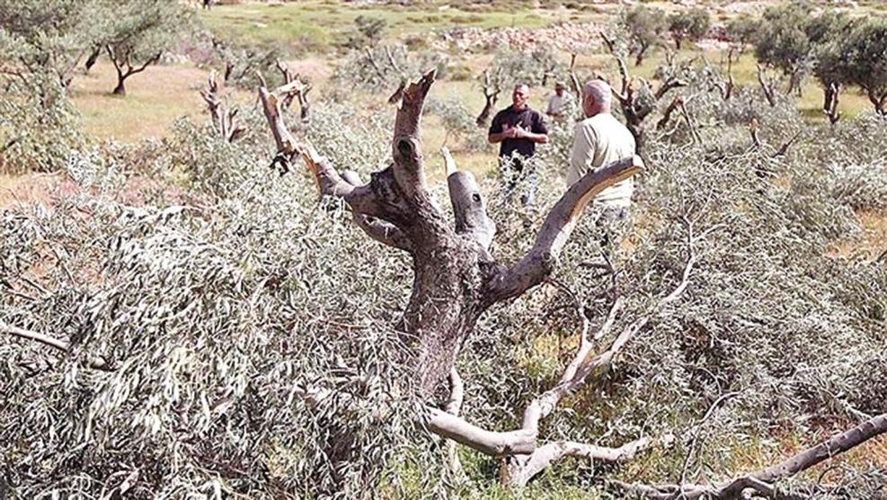 المستوطنون يقتلعون مئات أشجار الزيتون غرب نابلس