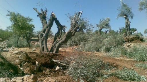 نابلس: مستوطنون يقطعون 600 شجرة مثمرة من أراضي دير شرف