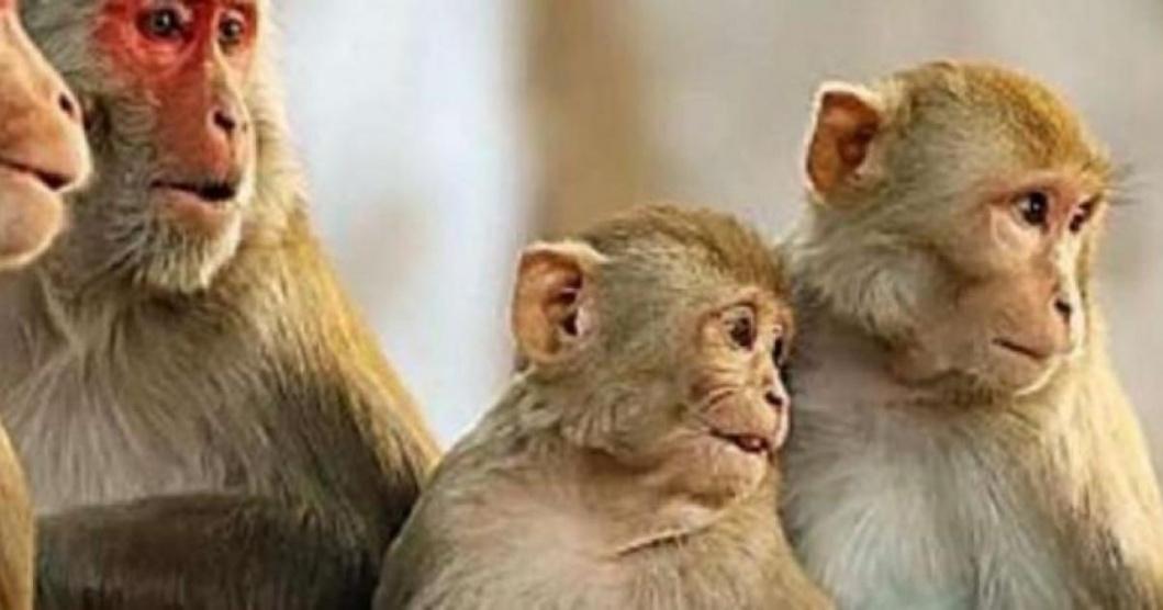 رصد أول إصابة بفيروس جدري القرود في بريطانيا