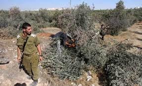 الاحتلال يقتلع أشجار زيتون ويردم بئر في بيت لحم