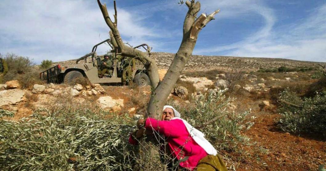 مستوطنون يرشون أشجار زيتون بمواد كيماوية في جالود