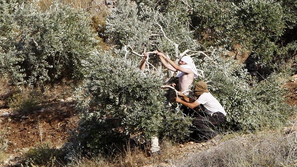 مستوطنون يقطعون 350 شجرة زيتون في قلقيلية