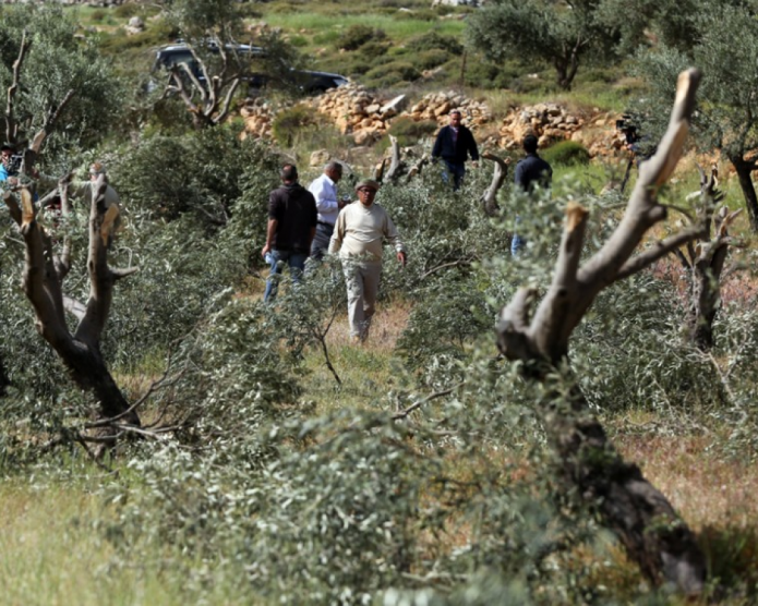مستوطنون يقطعون 170 شجرة زيتون معمرة في ياسوف والساوية ويغلقون مدخل مردة