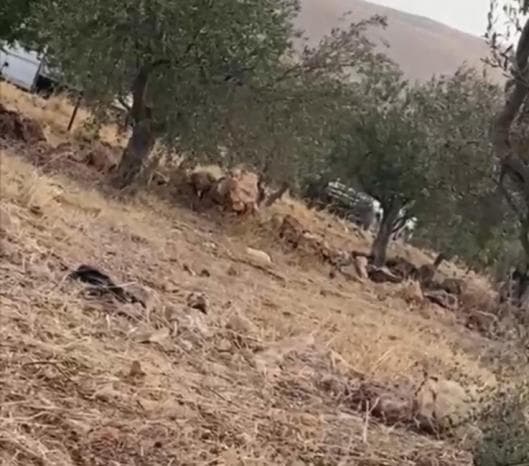 الاحتلال يطرد مزارعين من أراضيهم في بيت فوريك شرق نابلس