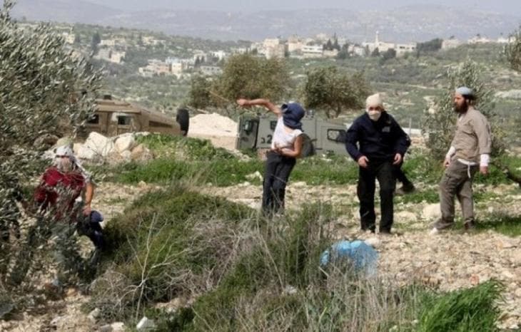 مستوطنون يقطعون أشجار زيتون ويعتدون على ممتلكات المزارعين في مردا شمال سلفيت