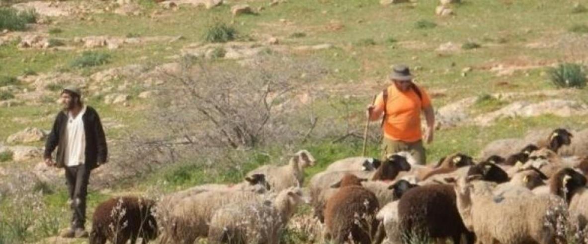 أريحا: مستعمرون يقتحمون راس العين ويرعون أغنامهم وسط مساكن المواطنين
