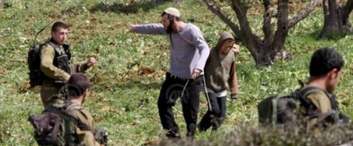 الاحتلال ومستعمروه يهاجمون قاطفي الزيتون في الخضر جنوب بيت لحم