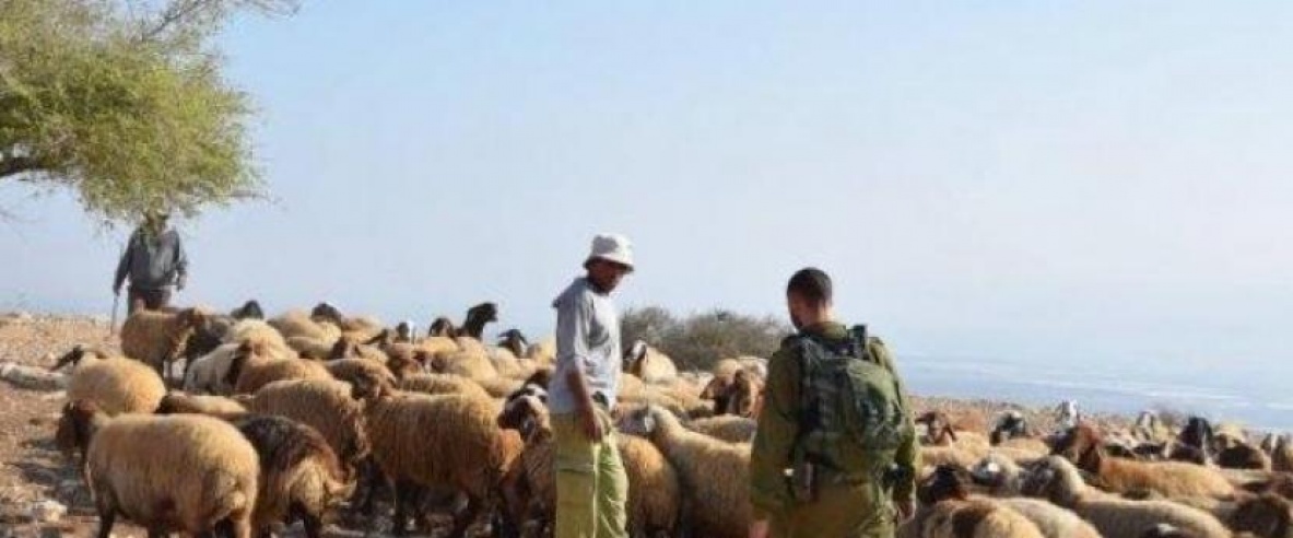 رام الله.. مستوطنون يسرقون 200 رأس غنم ومركبة في كوبر