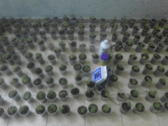 ضبط 183 شتلة ماريجوانا في قلقيلية