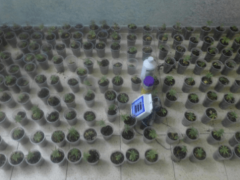 ضبط 183 شتلة ماريجوانا في قلقيلية