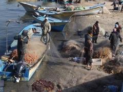 الاسماك تغزو أسواق غزة بعد انتهاء الحرب