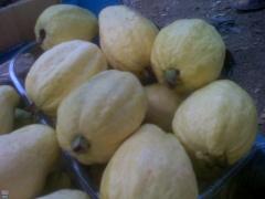 الأردن يفتح أسواقه لاستيعاب فائض انتاج الجوافة الفلسطينية