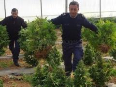 ضبط أكبر كمية من الماريجوانا المحسنة بقيمة 30 مليون شيقل في الخليل