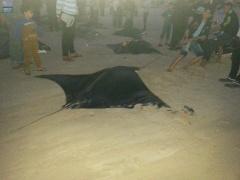 حدث نادر.. أسماك 