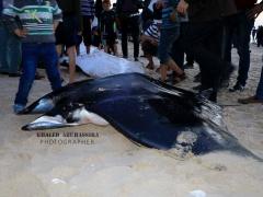 حدث نادر.. أسماك 