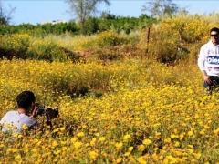 «عساف» وسط آخر زهور غزة
