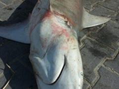 بالصور .. اصطياد 100 سمكة قرش من بحر خانيونس