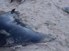 حدث نادر.. أسماك 