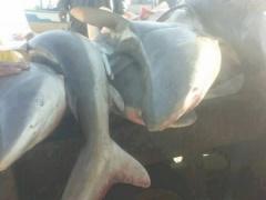 بالصور .. اصطياد 100 سمكة قرش من بحر خانيونس